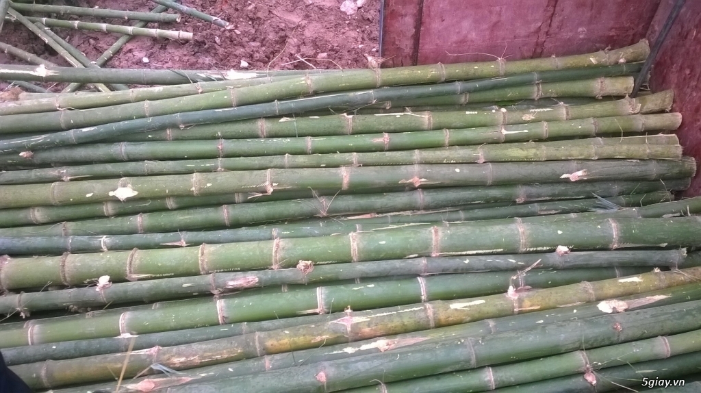 cọc tre tại quảng nam